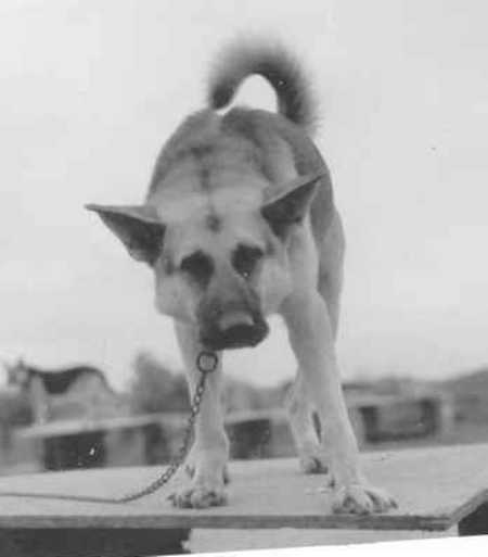 000HALOTRACKER 9.JPG (10943 bytes)