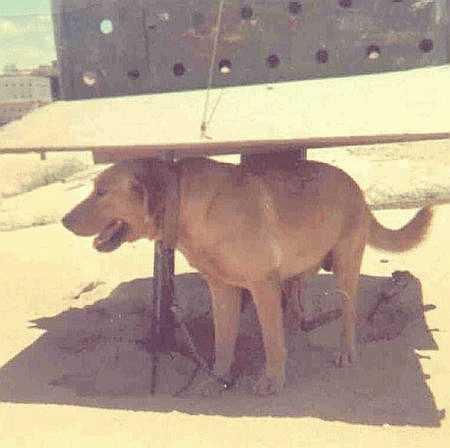 Afb011.JPG (17978 bytes)