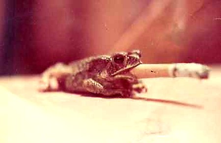 Jp 4.jpg (17025 bytes)